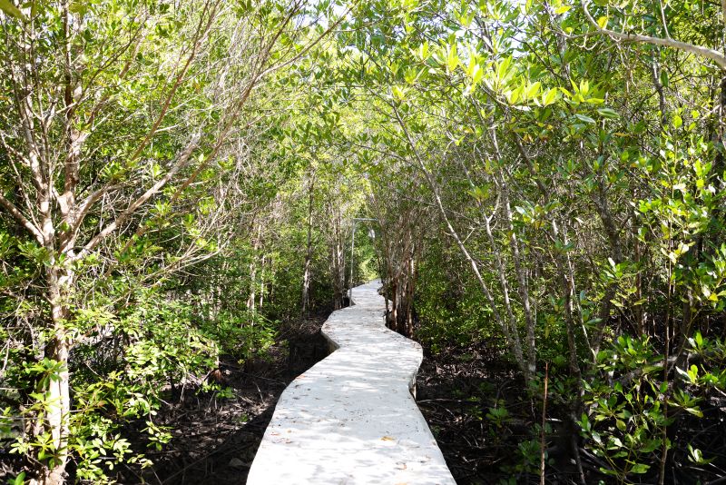 siamsmiletravel-Koh lanta yai mangrove and kayak